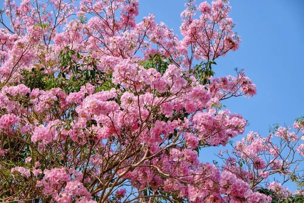 pohon tabebuya