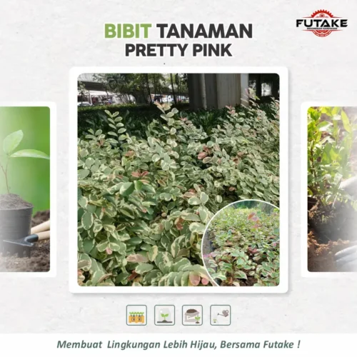 bibit Tanaman Pretty Pink