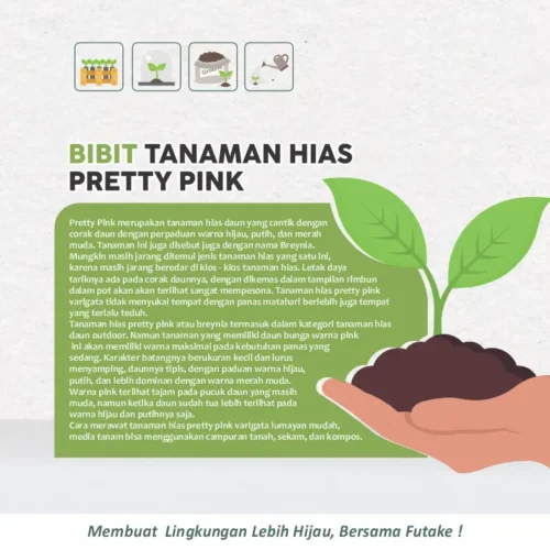 deskripsi Tanaman Pretty Pink