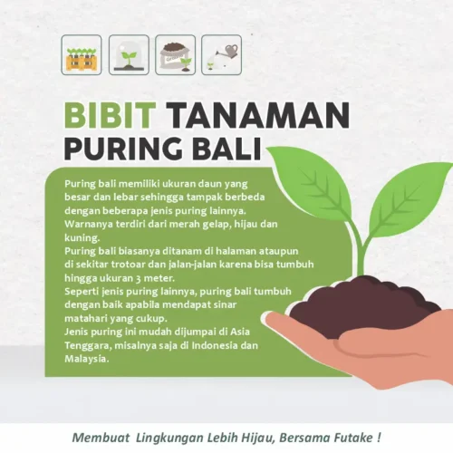 deskripsi tanaman puring bali