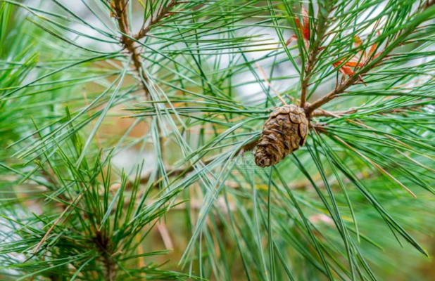 Podocarpus macrophyllus