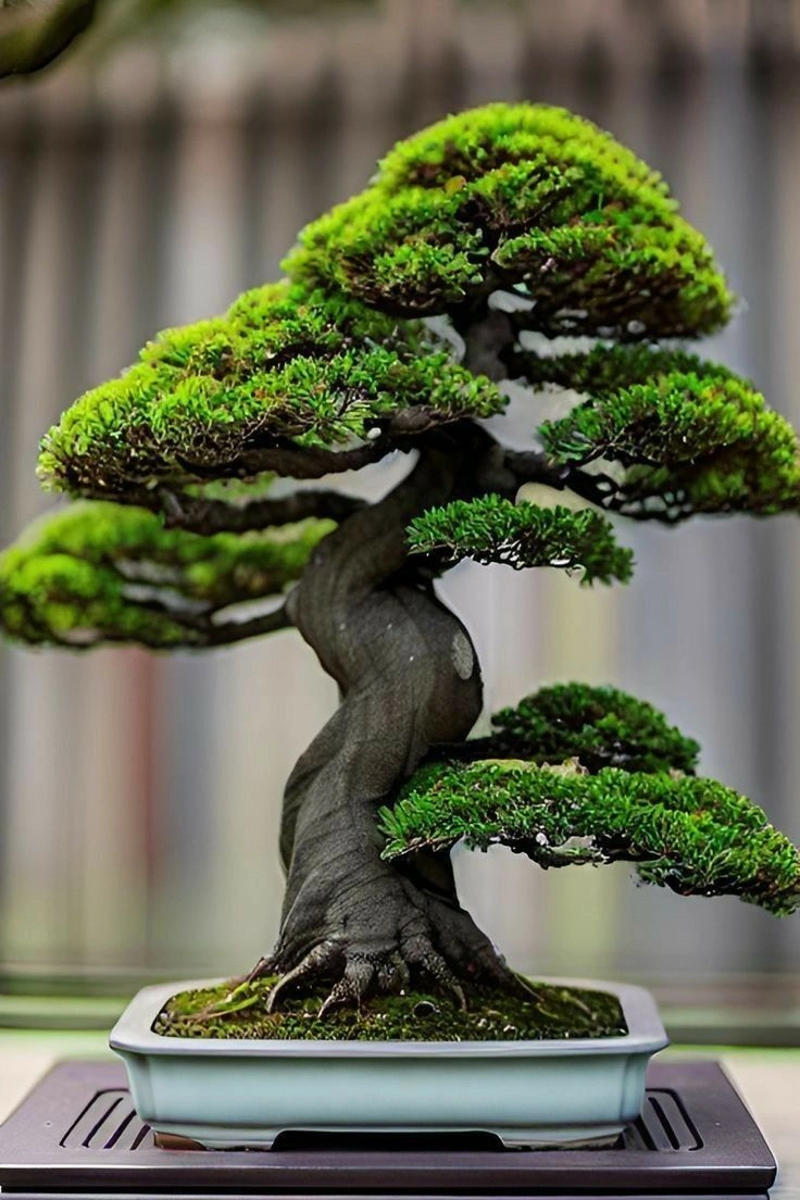 bonsai lohansung