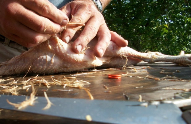 cabut bulu ayam secara manual cabut bulu ayam secara manual
