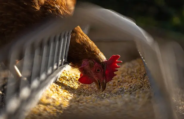 dedak pakan ayam
