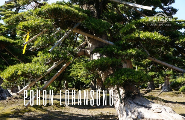 Pohon Lohansung: Pilihan Elegan untuk Taman dan Lanskap Anda