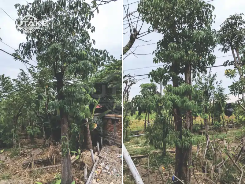 pohon pule untuk sekolah